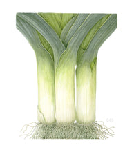 Load image into Gallery viewer, Leek - Small - Christine Stephenson