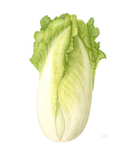 Load image into Gallery viewer, Napa Cabbage - Square - Christine Stephenson
