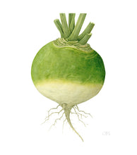 Load image into Gallery viewer, Turnip - Square - Christine Stephenson