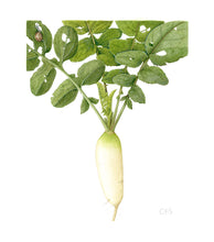 Load image into Gallery viewer, Daikon Radish - Medium - Christine Stephenson
