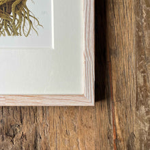 Load image into Gallery viewer, Celeriac - Small - Christine Stephenson