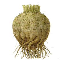 Load image into Gallery viewer, Celeriac - Small - Christine Stephenson