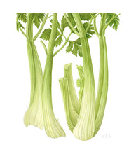 Load image into Gallery viewer, Celery - Medium - Christine Stephenson