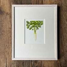 Load image into Gallery viewer, Daikon Radish - Medium - Christine Stephenson