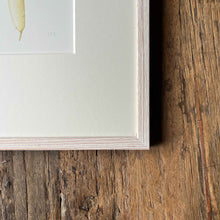 Load image into Gallery viewer, Daikon Radish - Medium - Christine Stephenson