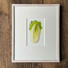 Load image into Gallery viewer, Napa Cabbage - Medium - Christine Stephenson