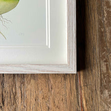 Load image into Gallery viewer, Turnip - Square - Christine Stephenson