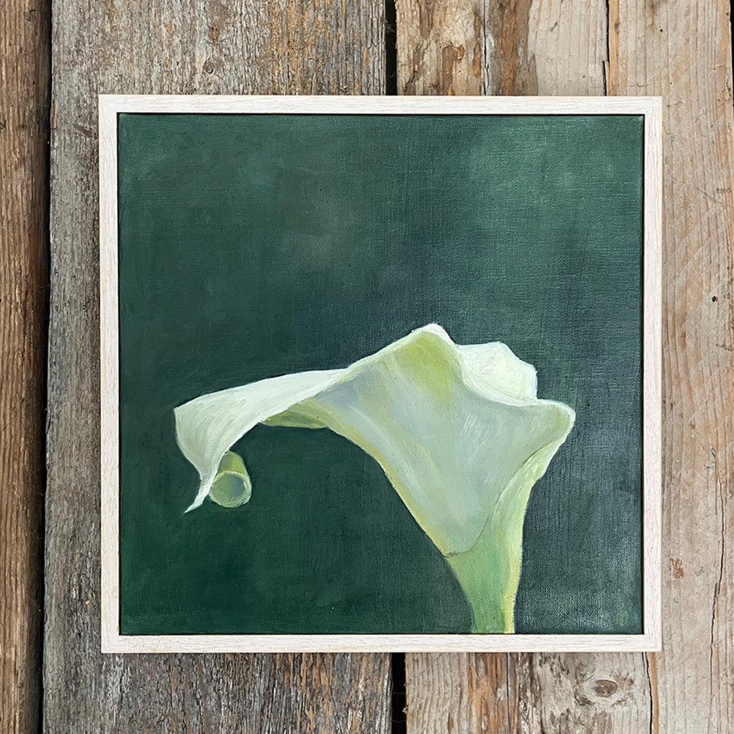 Zantedeschia 2