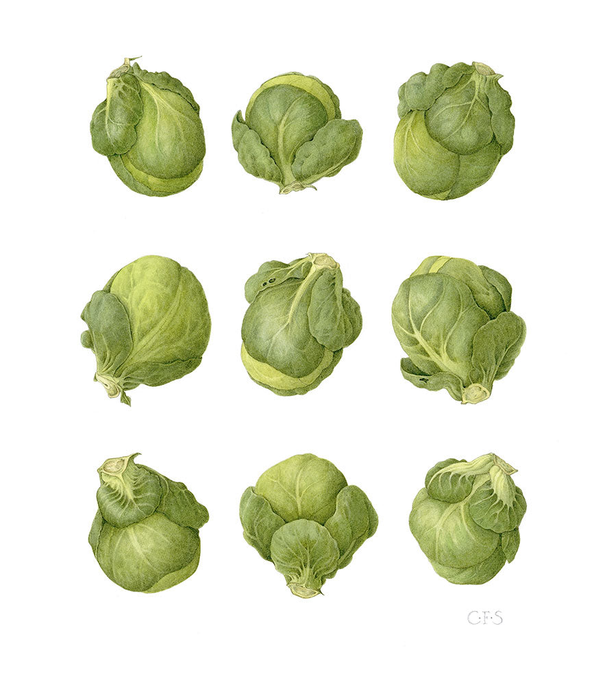 Brussels Sprouts - Square - Christine Stephenson