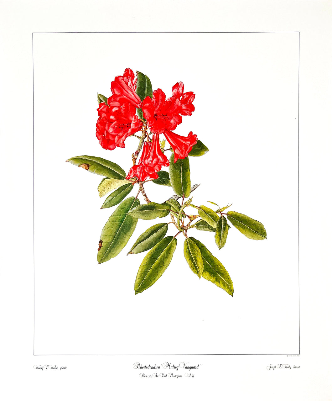 Rhododendron 'Mulroy Vanguard'