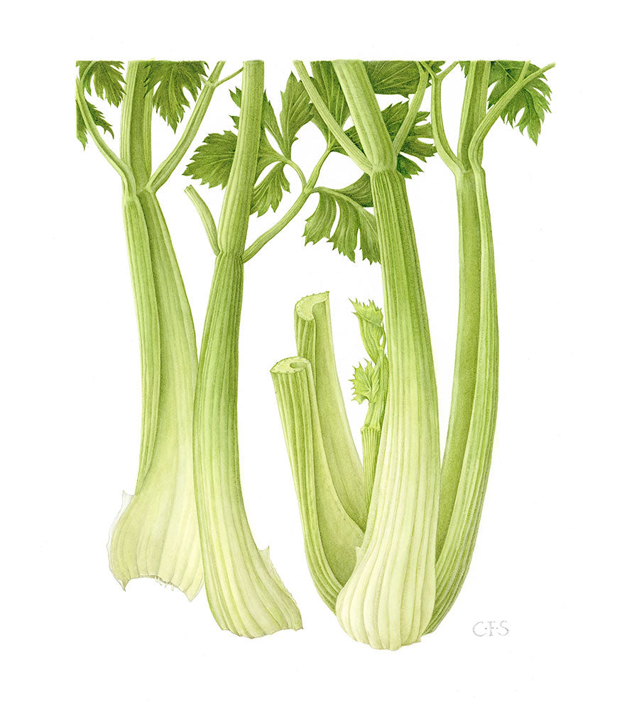 Celery - Medium - Christine Stephenson
