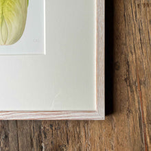 Load image into Gallery viewer, Napa Cabbage - Medium - Christine Stephenson
