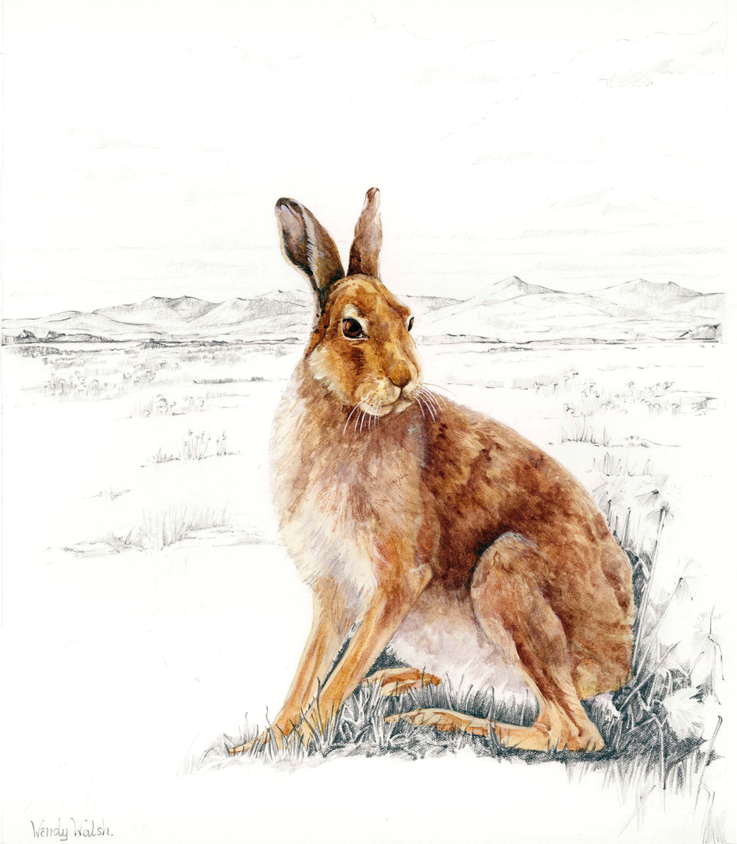 Wendy Walsh Irish Hare